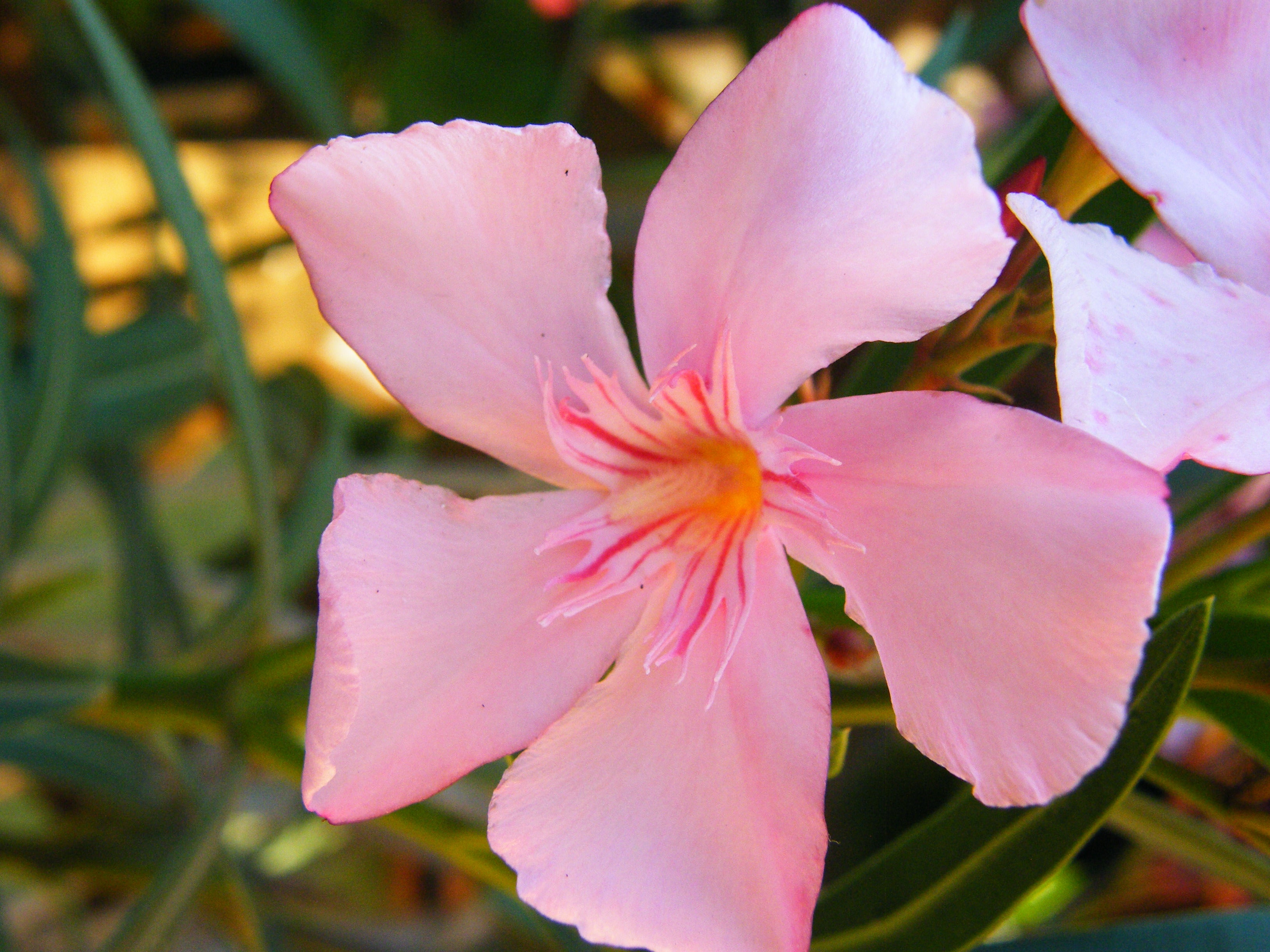 Leandru tufa diferite culori / Nerium oleander/ - Gradina Noastra