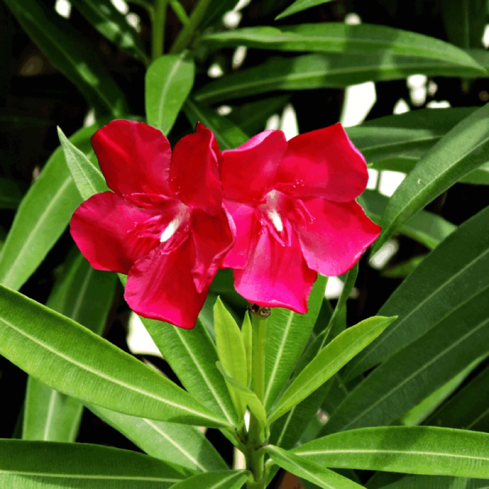 Leandru tufa diferite culori / Nerium oleander/ - Gradina Noastra