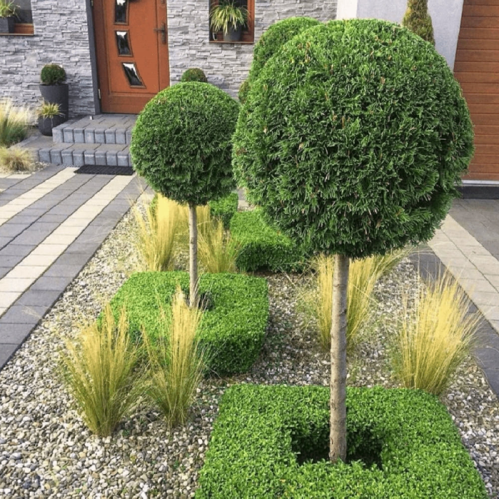 Chiparos leylandii pomisor / Cupressocyparis leylandii /