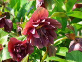 Spanz "Double-Ellen Red" / Helleborus orientalis "Double-Ellen Red" / - Gradina Noastra
