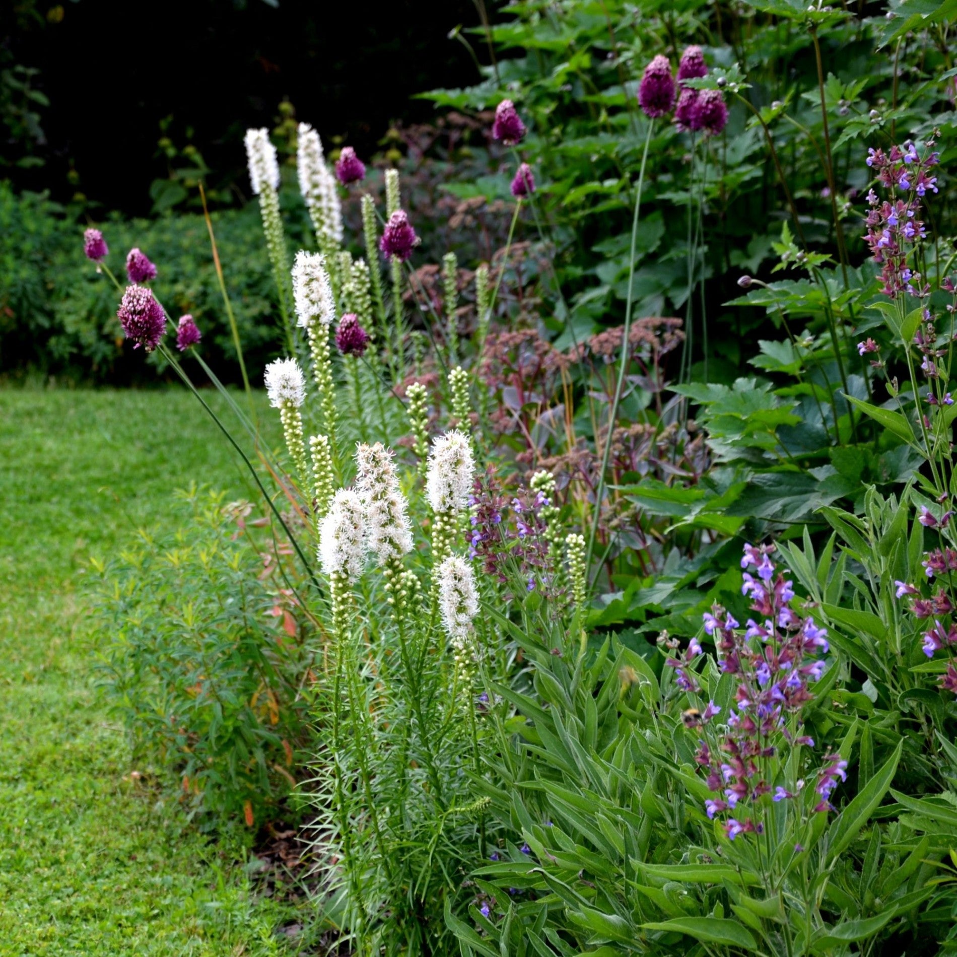 Liatris spicata "Alba"