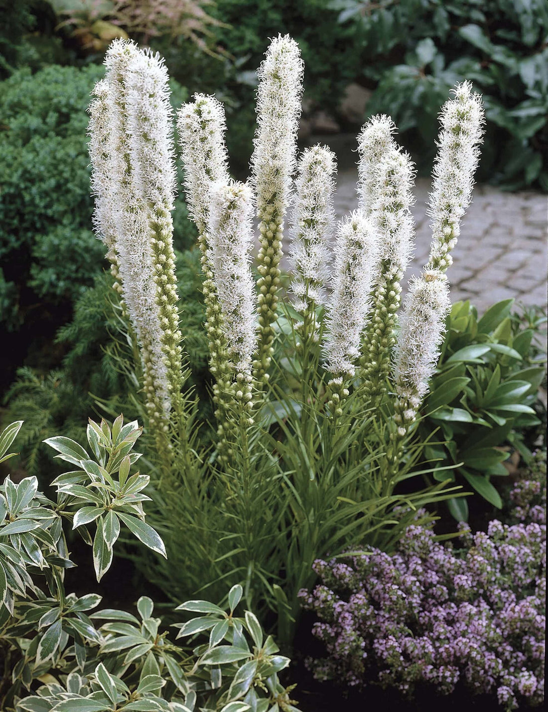 Liatris spicata "Alba" by Gradina Noastra