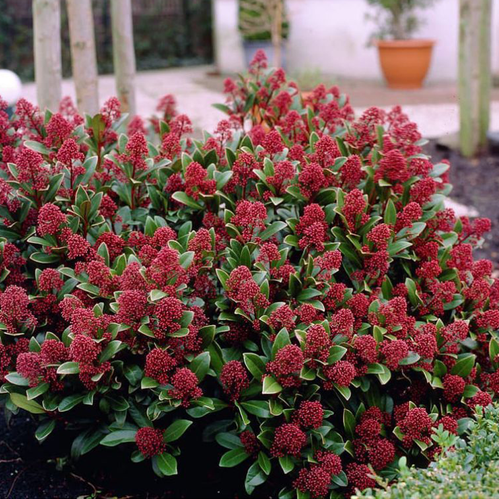 Liliac japonez "Rubella" / Skimmia japonica "Rubella"/ - Gradina Noastra