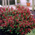 Liliac japonez "Rubella" / Skimmia japonica "Rubella"/ - Gradina Noastra