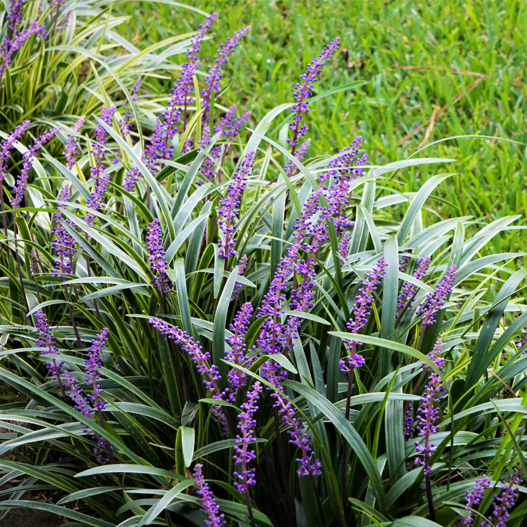 Liriope muscari "Ingwersen"