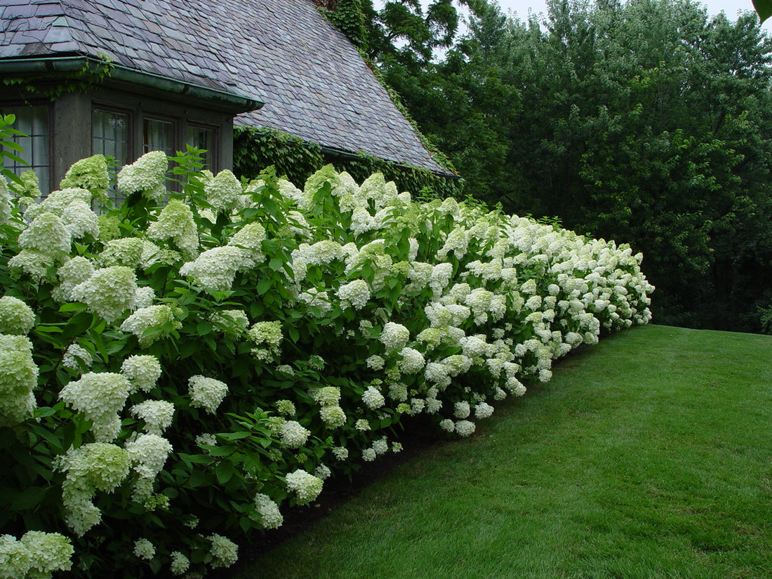 Hortensia paniculata &