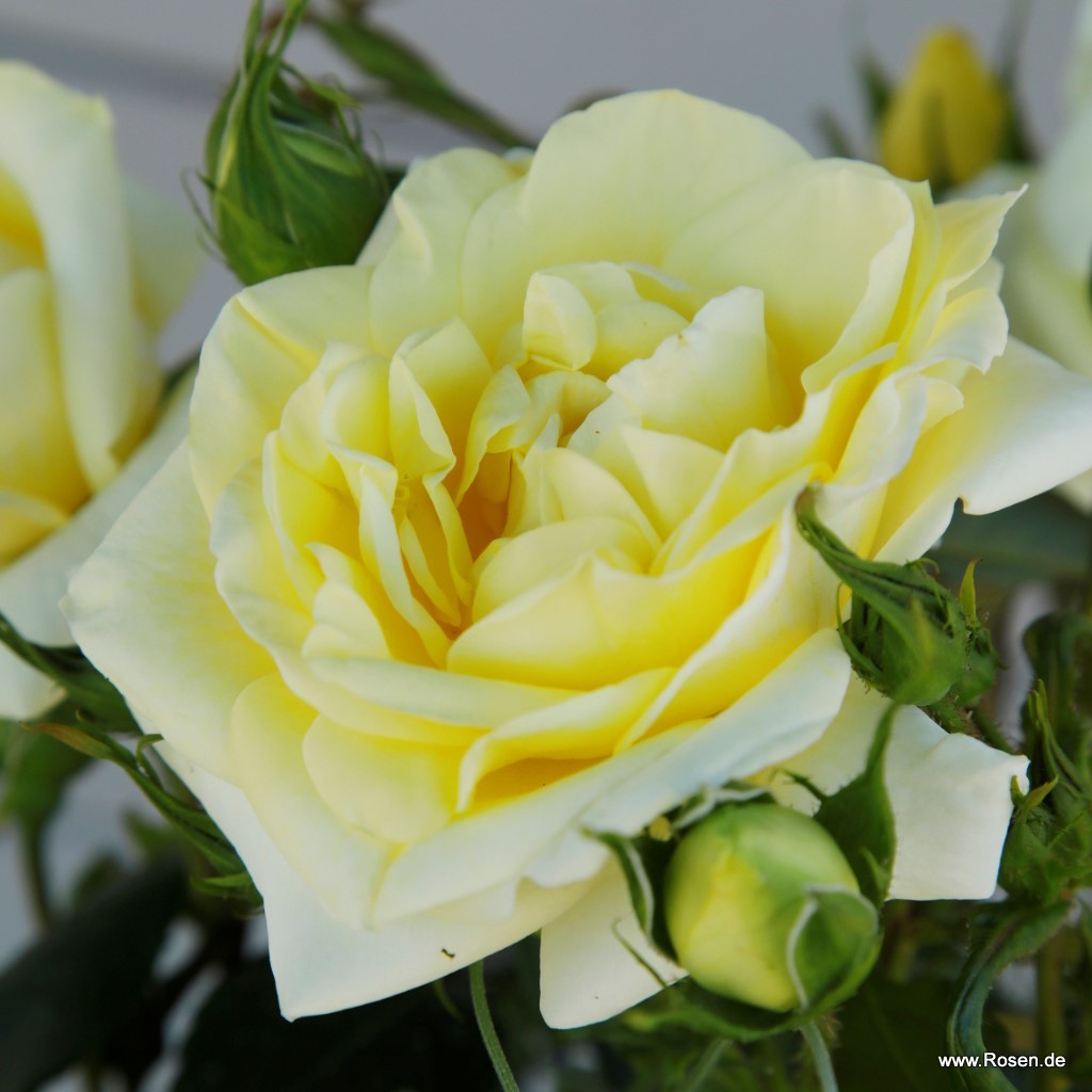 Trandafir teahibrid "Limona" – / Rosa HT "Limona"/