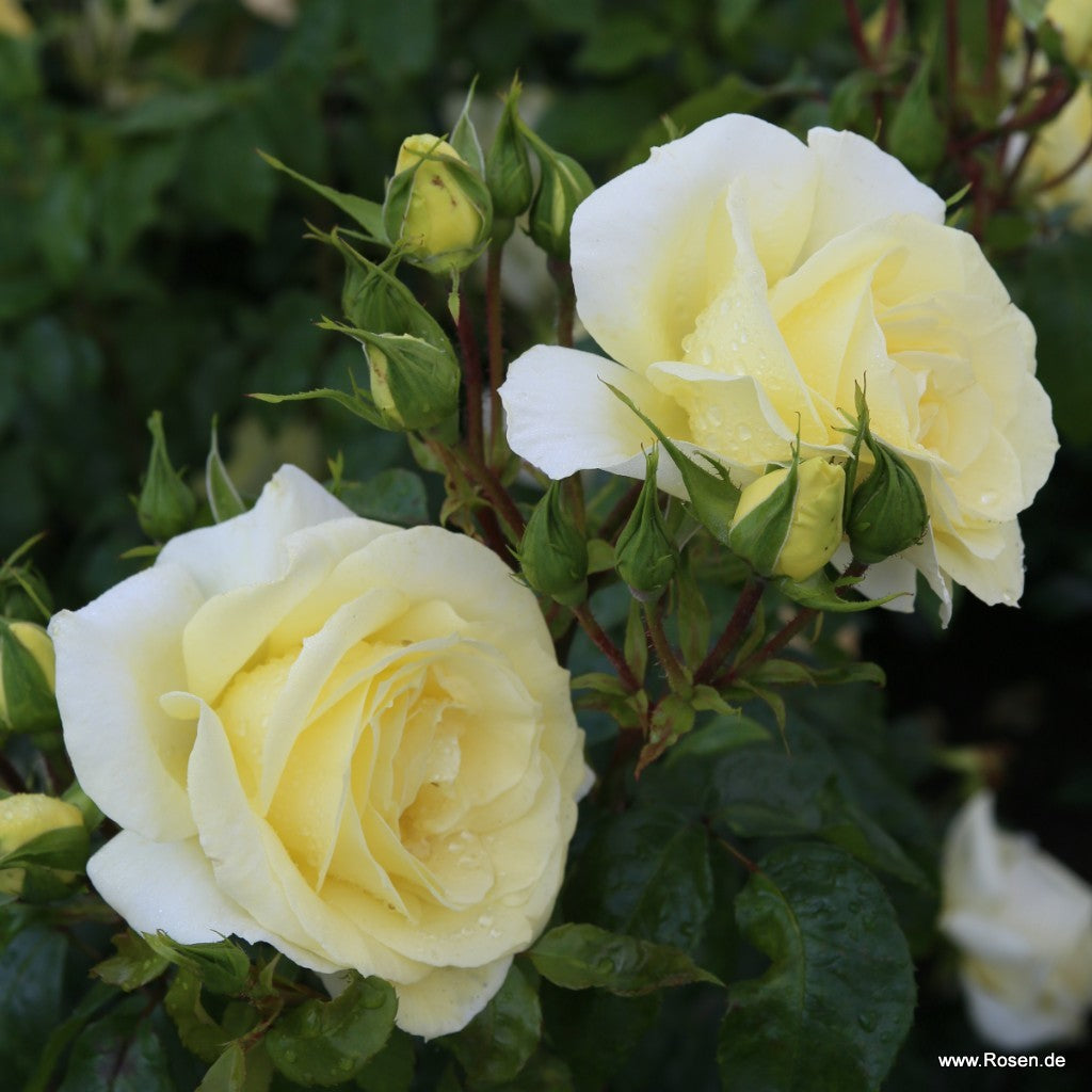 Trandafir teahibrid "Limona" – / Rosa HT "Limona"/