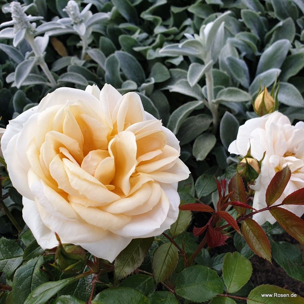 Trandafir floribunda "Lions-Rose"/ Rosa floribunda "Lions-Rose"/