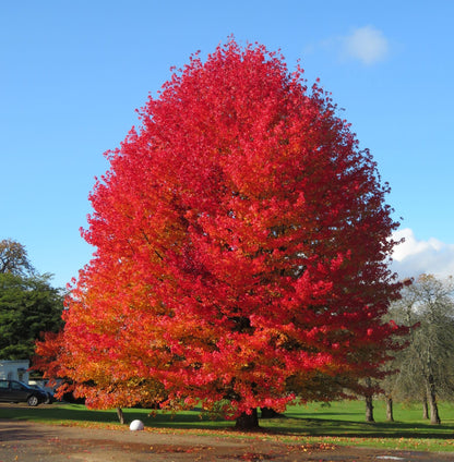 Arborele de guma / Liquidambar styraciflua /