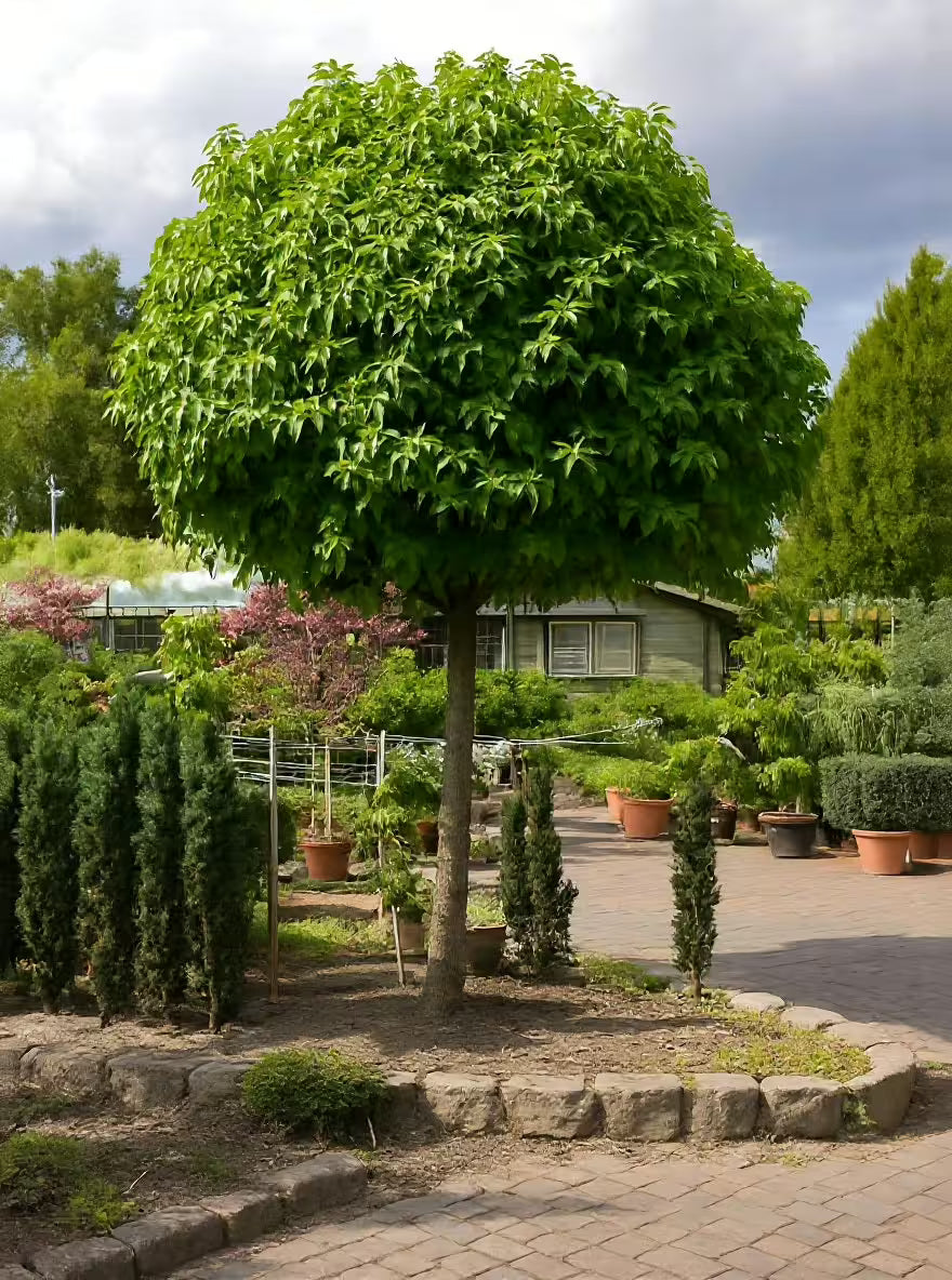 Arborele de guma "Gum Ball" 2.00 - 2.50 m / Liquidambar styraciflua "Gum Ball"/ - Gradina Noastra