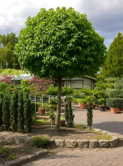 Arborele de guma "Gum Ball" 2.00 - 2.50 m / Liquidambar styraciflua "Gum Ball"/ - Gradina Noastra