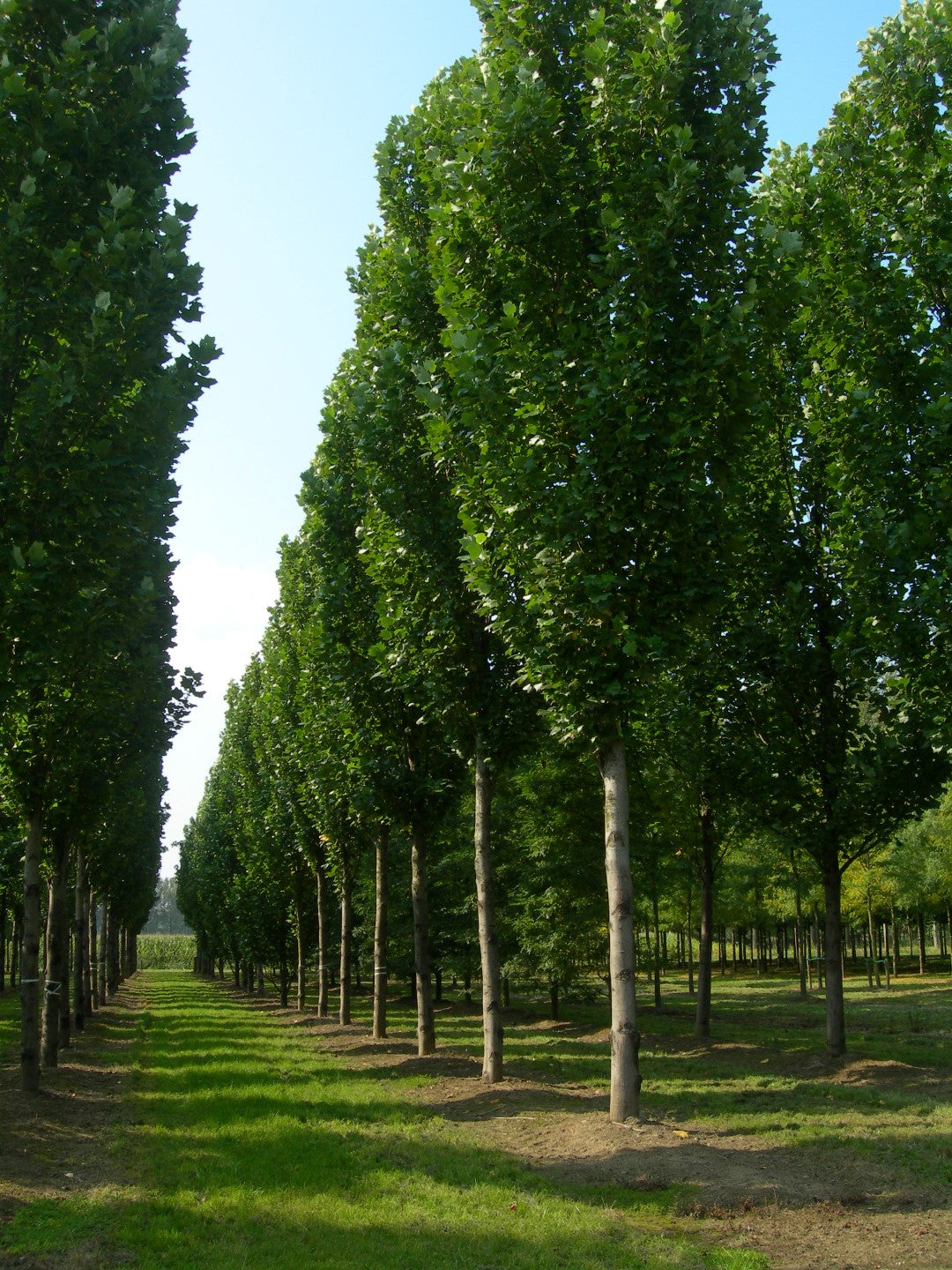Arborele lalea columnar arbore 2.00 - 2.50 m  / Liriodendron tulipifera &quot;Fastigiata&quot; /
