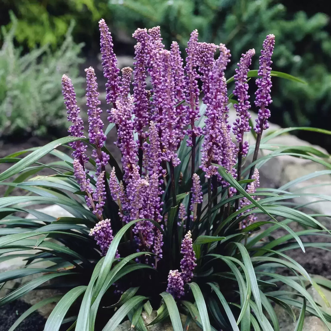 Liriope muscari &quot;Royal Purple&quot; by gradina-noastra