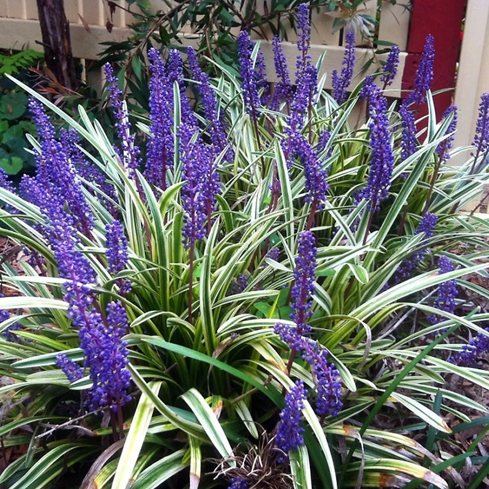 Liriope muscari &quot;Okina&quot; by gradina-noastra