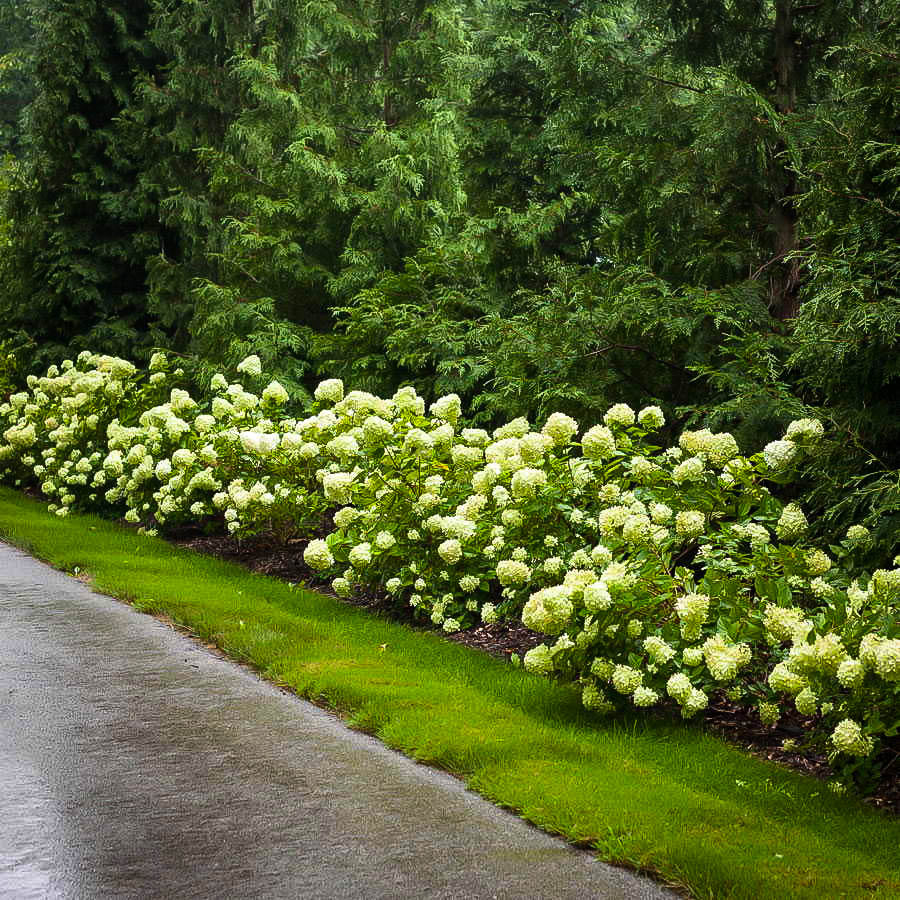 Hortensia paniculata "Little Lime" / hydrangea paniculata "Little Lime" / by gradina-noastra