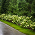 Hortensia paniculata "Little Lime" / hydrangea paniculata "Little Lime" / by gradina-noastra
