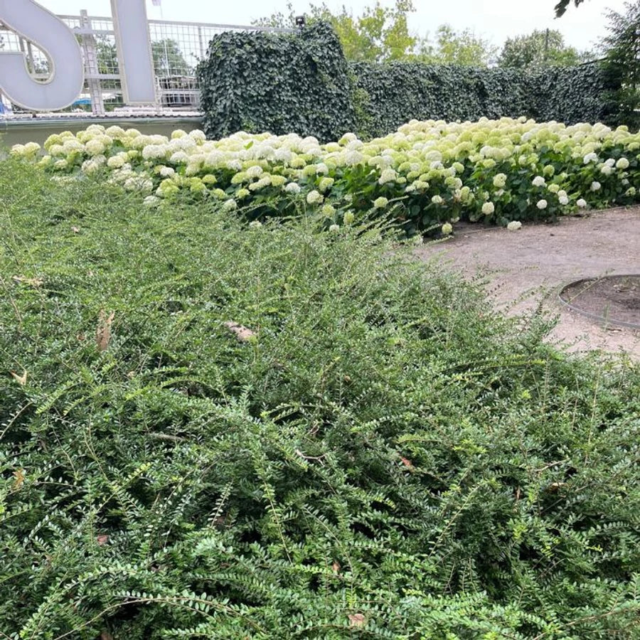 Caprifoi tarator „Maigrun” / Lonicera nitida "Maigruen" /