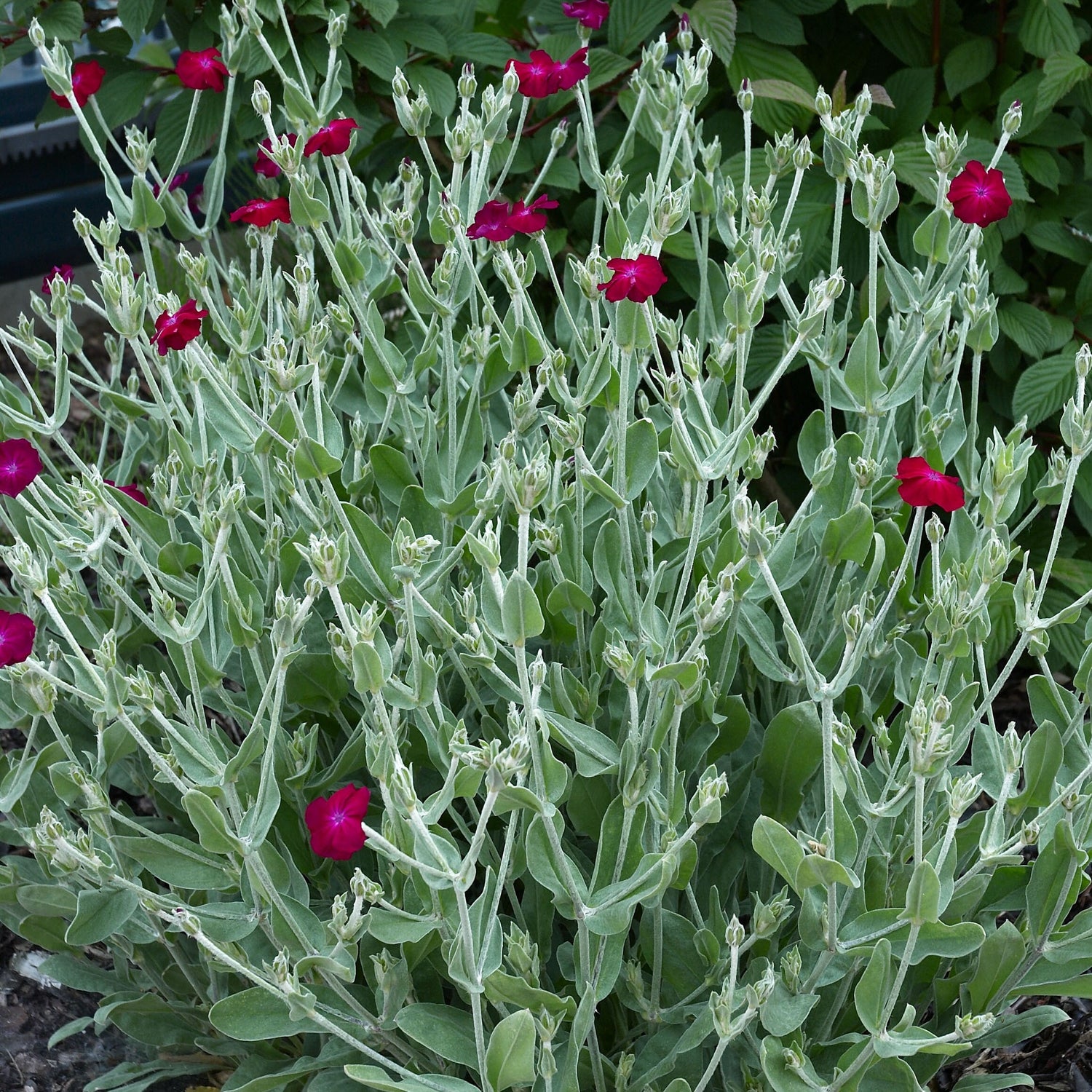 Lychnis coronaria &quot;Atrosanguinea&quot;