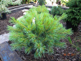 Pin strob "Minima"/ Pinus strobus "Minima" - Gradina Noastra