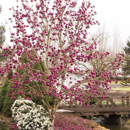 Magnolia "Black Tulip" 2.00 - 2.50 m / Magnolia "Black Tulip"/