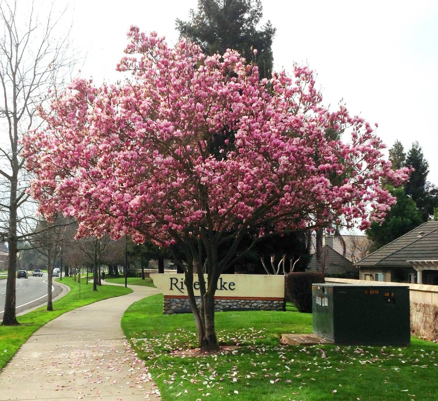 Magnolia "Soulangeana" / Magnolia "Soulangeana"/