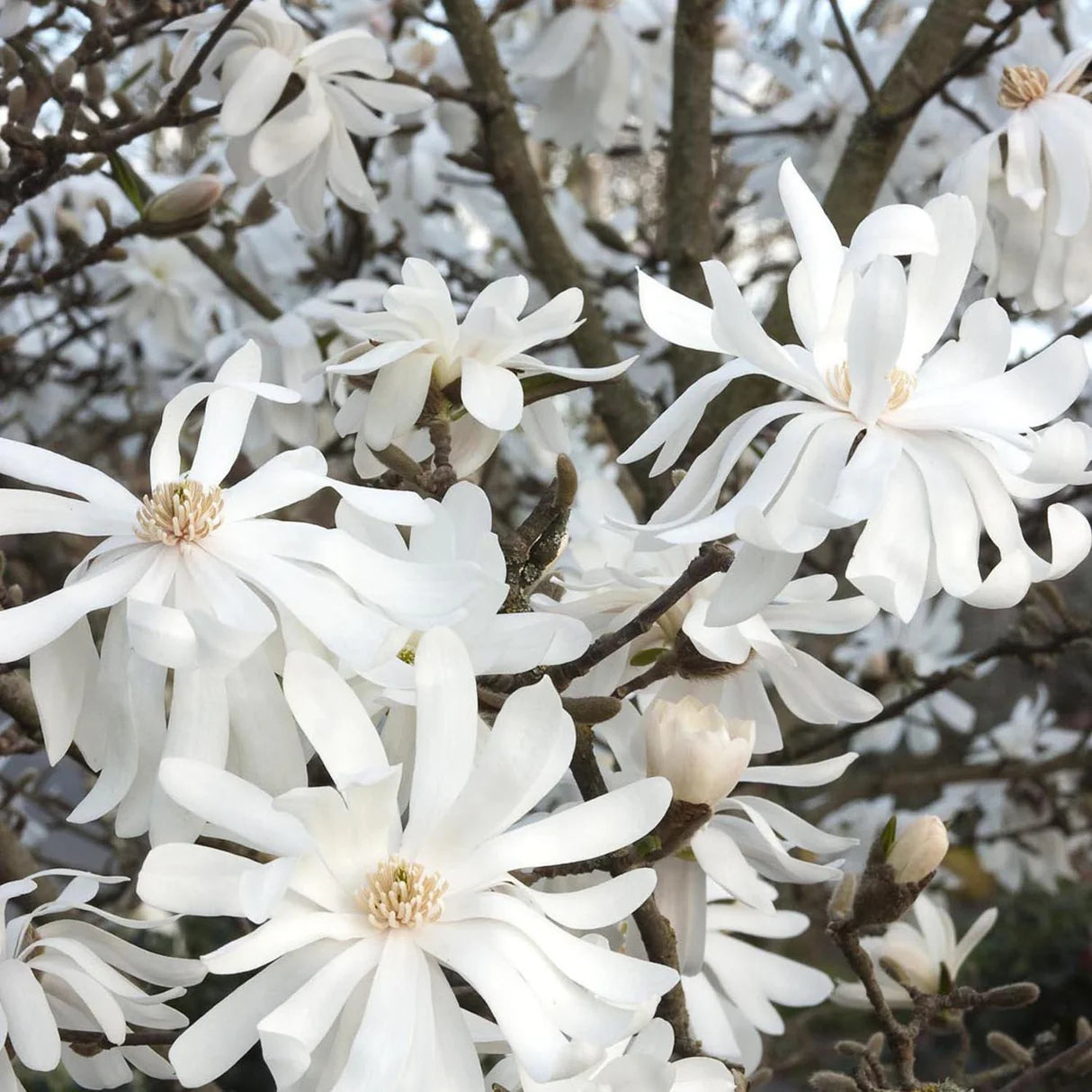 Magnolia stellata arbore / Magnolia stellata/ - Gradina Noastra