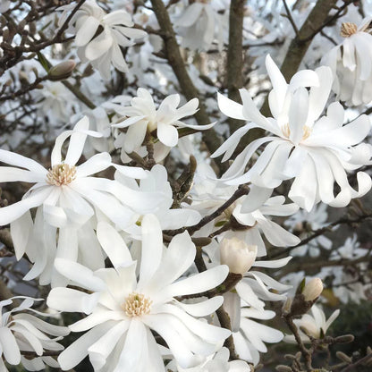 Magnolia stellata arbore / Magnolia stellata/ - Gradina Noastra
