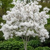 Magnolia stellata arbore / Magnolia stellata/ - Gradina Noastra