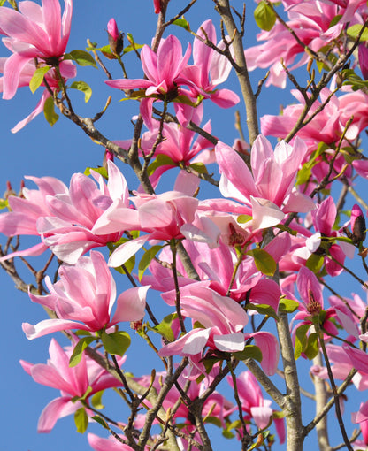 Magnolia "Susan" / Magnolia "Susan"/