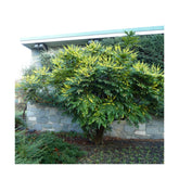 Mahonie "Charity" / Mahonia x media "Charity" / - Gradina Noastra