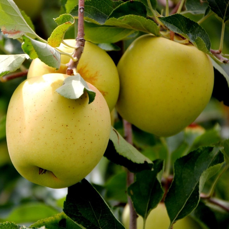 Mar "Golden Delicious" 1.80 - 2.30 m / Malus domestica „Golden Delicious” / by gradina-noastra