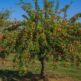 Mar "Gala" / Malus domestica „Gala”  / - Gradina Noastra