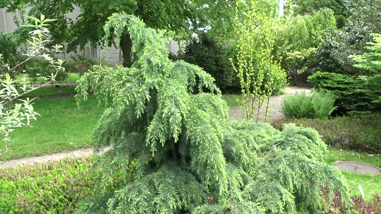 Cedru de Himalaya "Feelin Blue" pomisor / Cedrus deodara "Feelin Blue"/