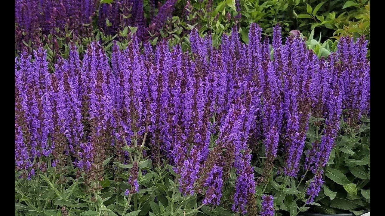 Salvia nemorosa &