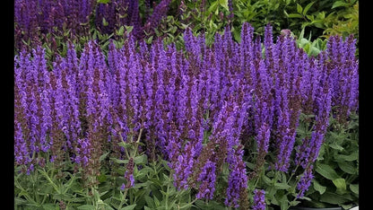 Salvia nemorosa &