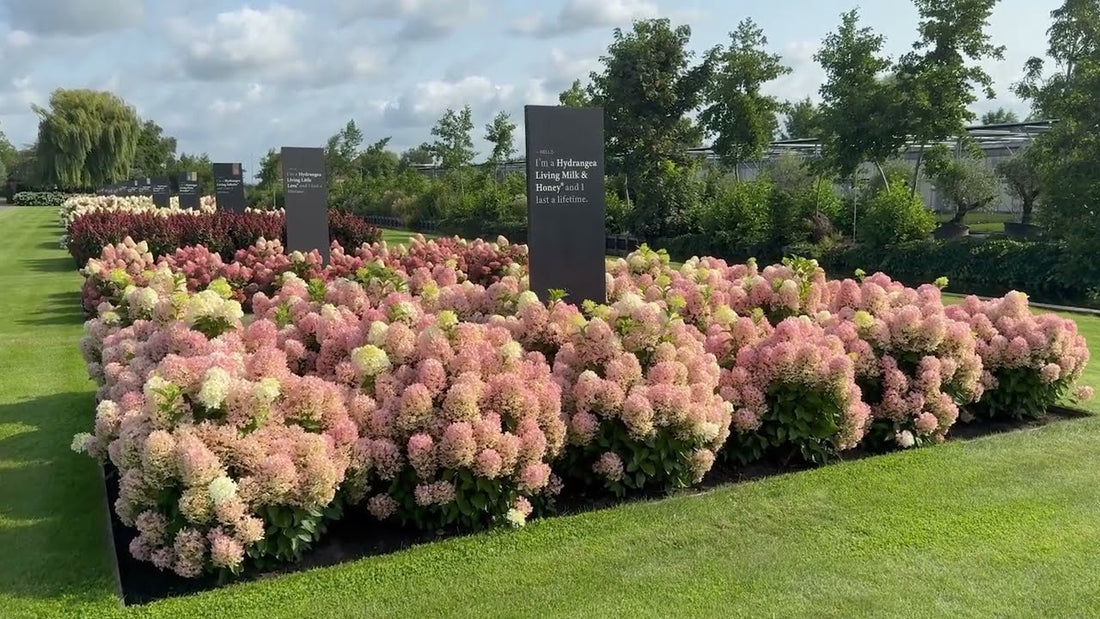 Hortensia paniculata Living Creation Mix/Buc / Hydrangea paniculata Living Creation Mix/ - Gradina Noastra
