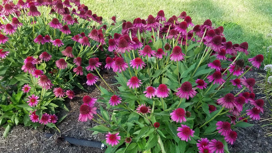 Echinacea purpurea &