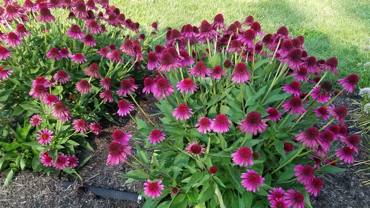 Echinacea purpurea &