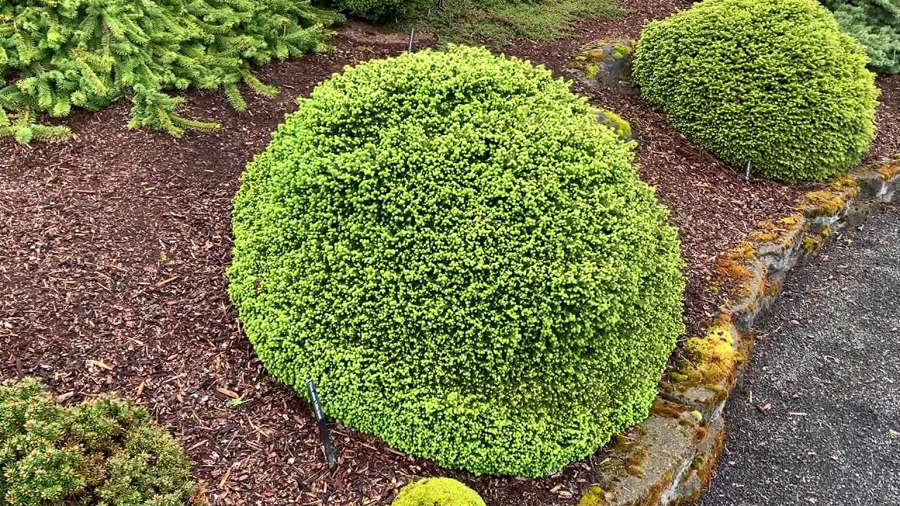 Molid "Little Gem " / Picea abies &