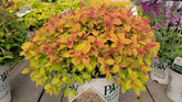 Spiraea japonica "Double Play® Big Bang"/ Cununita "Double Play® Big Bang" / - Gradina Noastra