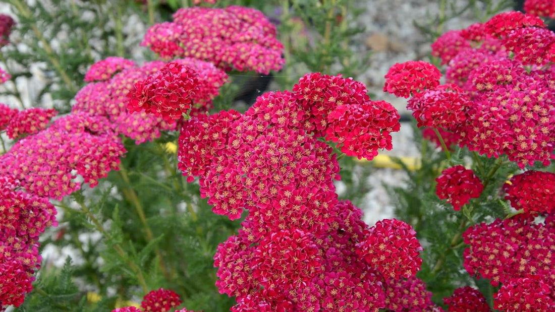 Achillea millefolium "Pomegranate" 0.10 - 0.20 m by Gradina Noastra