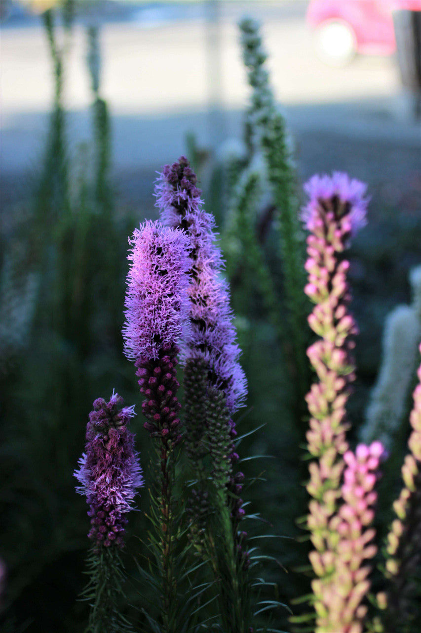 Liatris spicata "Kobold" - Gradina Noastra