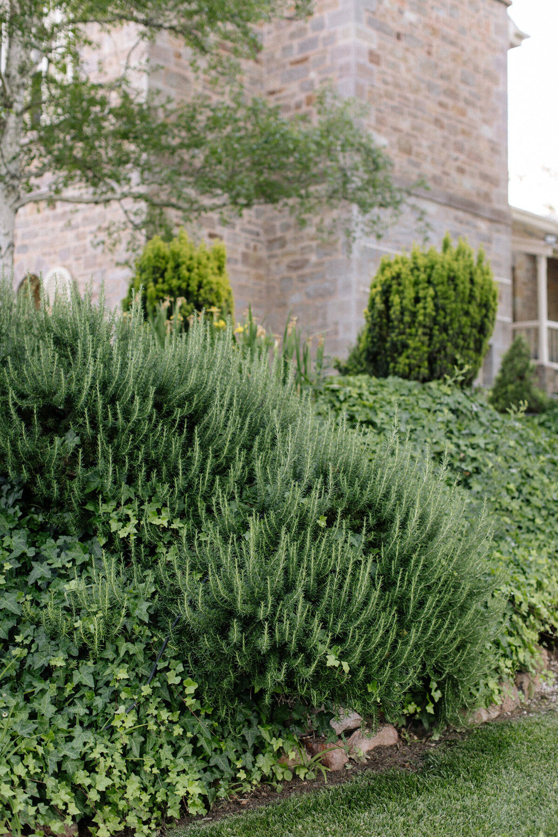 Rozmarin „Boule” / Rosmarinus officinalis „Boule”/