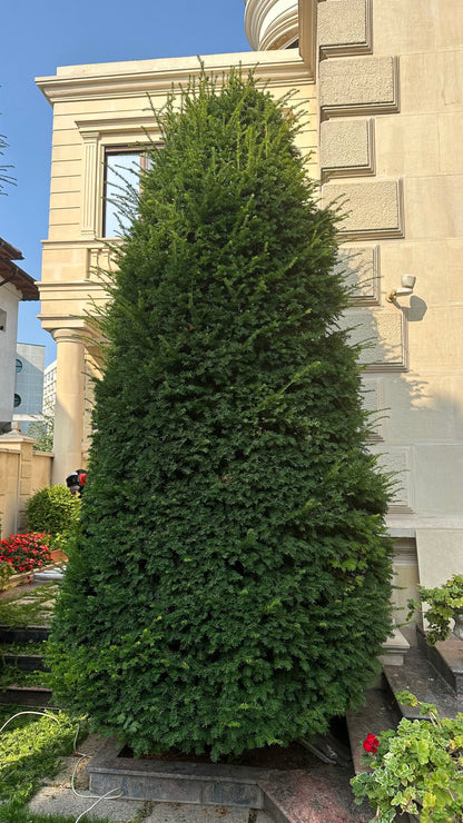 Tisa piramida / Taxus baccata /