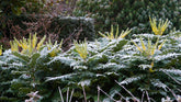 Mahonie "Charity" / Mahonia x media "Charity" / - Gradina Noastra