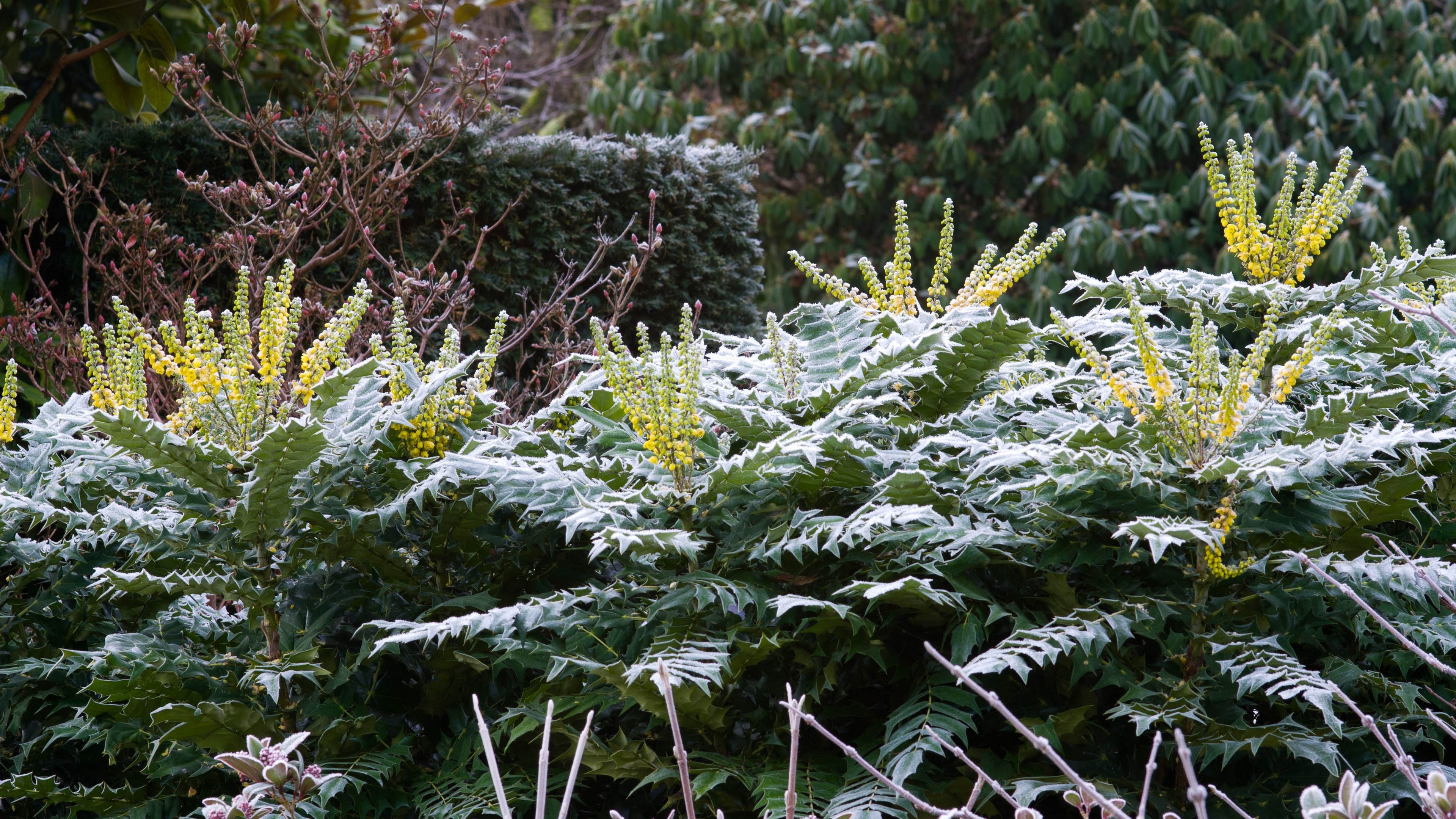Mahonie "Charity" / Mahonia x media "Charity" / - Gradina Noastra