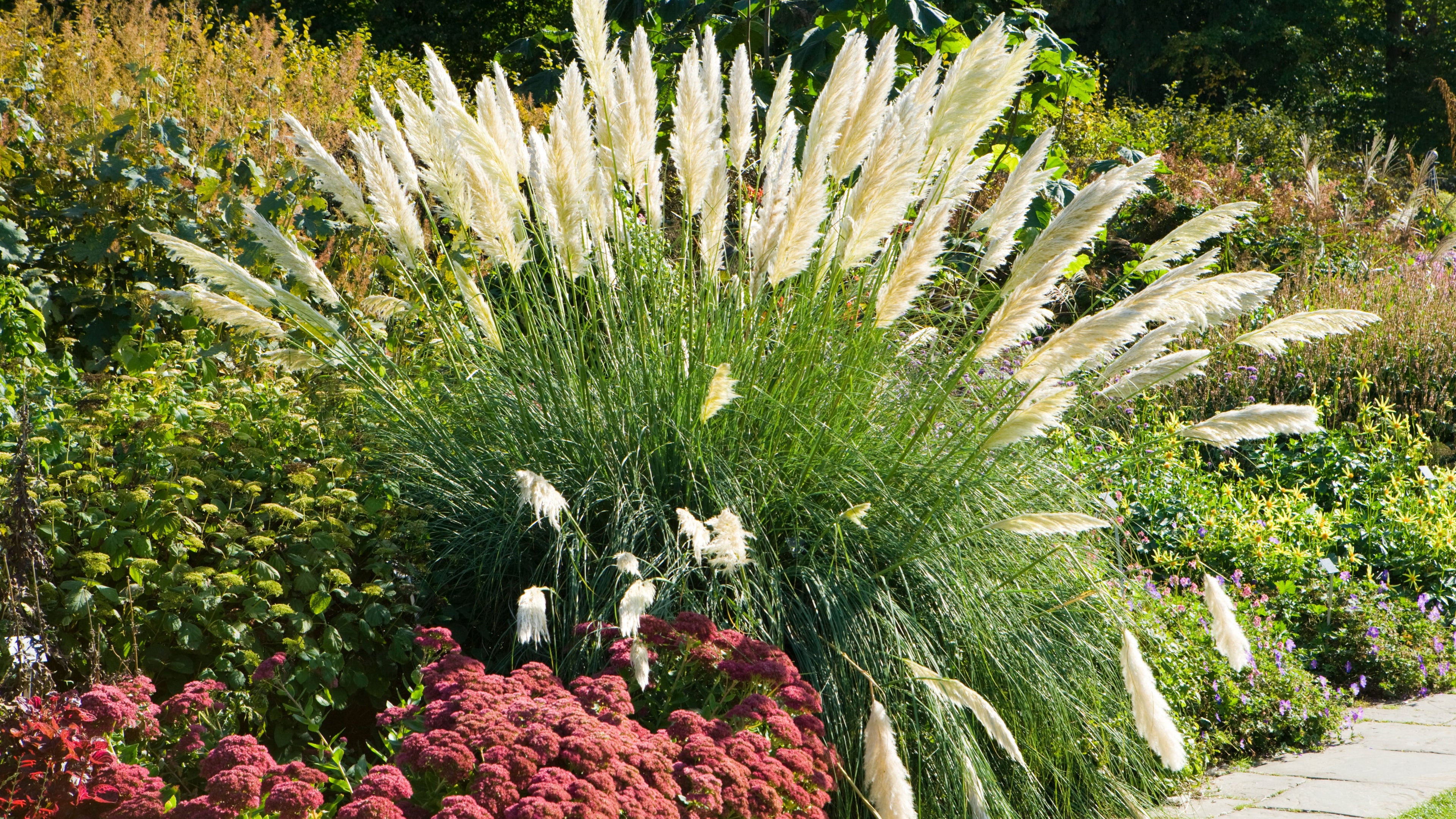 Iarba de pampas „Pumila”  /Cortaderia sellona „Pumila”/
