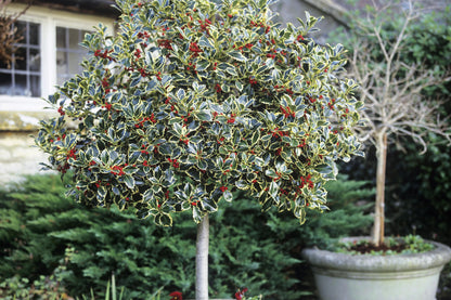 Laur sfant „Argenteomarginata” pomisor / Ilex aquifolium "Argenteomarginata"/