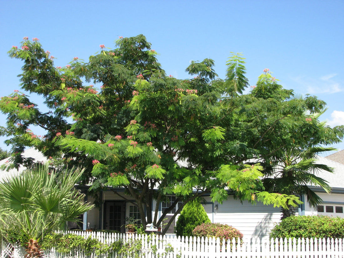 Arbore de matase / Albizia julibrissin / - Gradina Noastra